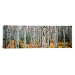 " Aspen Trees In A Forest Alberta, Canada " by Panoramic Images