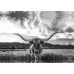 " Black And White Longhorn Cow I "