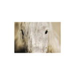 " Camargue Horse " by Scott Stulberg - Image 4
