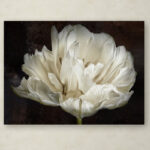 " Double White Tulip " by Cora Niele - Image 6