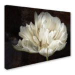 " Double White Tulip " by Cora Niele