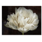 " Double White Tulip " by Cora Niele - Image 2