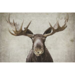 " Elmer " - Image 2
