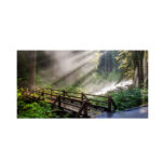 " Forest Sunlight " by Pierre Leclerc