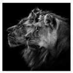 " Lion And Lioness Portrait " by Laurent Lothare Dambreville - Image 7