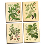 " Popular Old-Fashioned Plant Botanical " by N. Harbick 4 - Pieces - Image 2