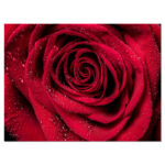 " Red Rose Petals With Rain Droplets " - Image 5