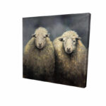 " Sheeps Wool "