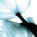 " Translucent Tulips II Sq Aqua Crop " by Debra Van Swearingen 2 - Pieces - Image 3