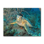 " Turtle " by Christopher Doherty
