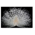 " White Peacock Portrait " by Pino Liddi - Image 8