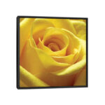 " Yellow Rose " by PhotoINC Studio - Image 2