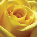 " Yellow Rose " by PhotoINC Studio - Image 3