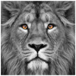 King of the Jungle Lion' Glass Wall Art - Image 2