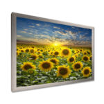 Field of Blooming Sunflowers - Art Print On Solid Wood - Image 4