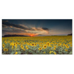 Hedy Sunflower Sunset With Cloudy Sky by Jeb Buchman - Image 6