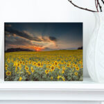 Hedy Sunflower Sunset With Cloudy Sky by Jeb Buchman