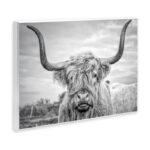 Highland Cow - Picture Frame Photograph Print on Canvas - Image 5