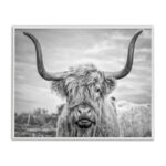 Highland Cow - Picture Frame Photograph Print on Canvas