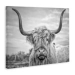 Highland Cow - Picture Frame Photograph Print on Canvas - Image 2