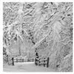 Incredi " Winter Wonderland White " by Incredi - Image 7