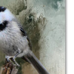 Jai Johnson " Winter Chickadee " by Jai Johnson - Image 6