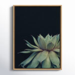 Jasera Succulent 8 by Emiko and Mark Franzen of F2Images Print on Canvas - Image 5