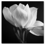 Square Photographic Print on Canvas