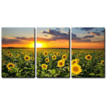 Sunflower " Field Of Blooming Sunflowers At Sunset " 3 - Pieces - Image 5