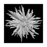 Susan S. Barmon " Chrysanthemum 1 Black And White "