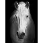 White Horse Face - Wrapped Canvas Photograph Print - Image 3