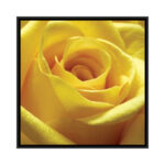 " Yellow Rose " by PhotoINC Studio - Image 4